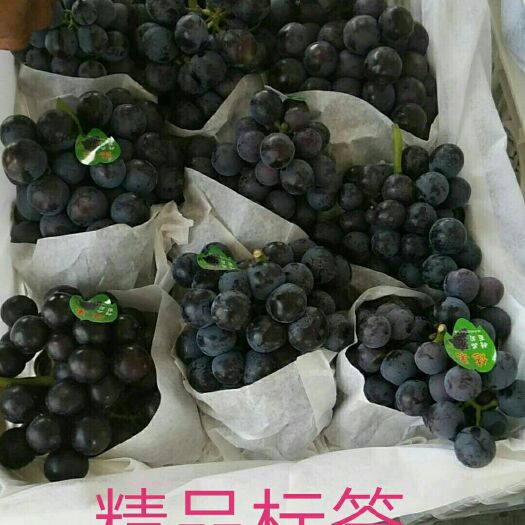 运城 优质夏黑葡萄