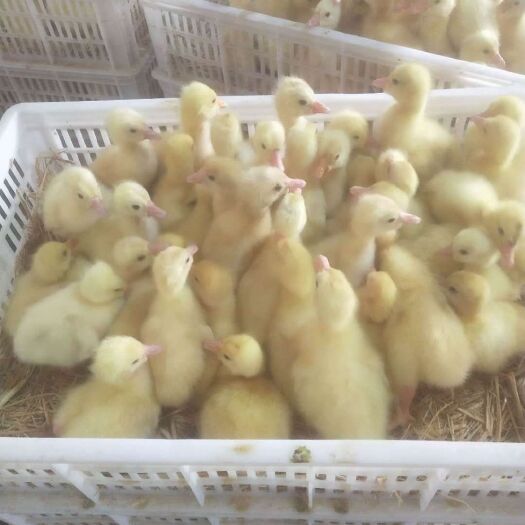 郓城县 买鹅苗送水槽食槽！送货上门免费搭建鹅苗暖棚！包教技术包回收