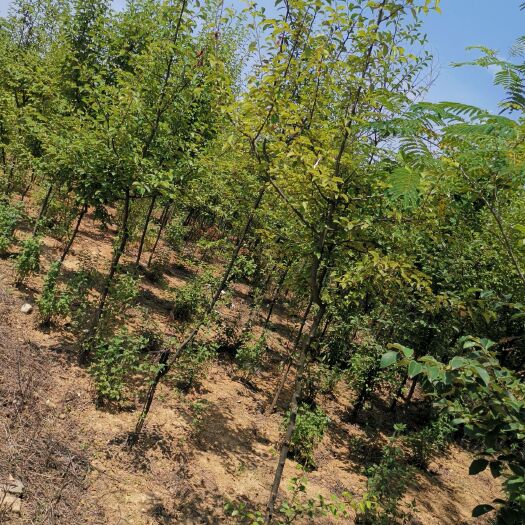 霍山县香木瓜苗 自已培育本地实生的木瓜小苗，因下有中药材，密度大，便宜间卖！