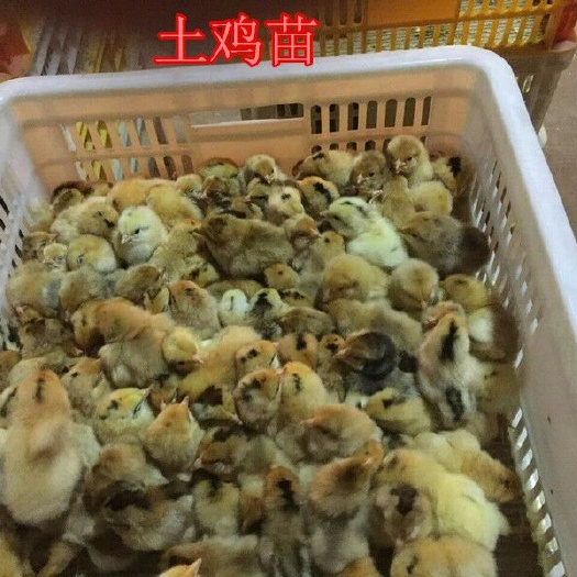广汉市土鸡苗，青脚土鸡苗