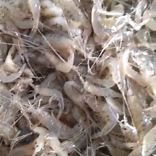 宾县河虾苗 河虾