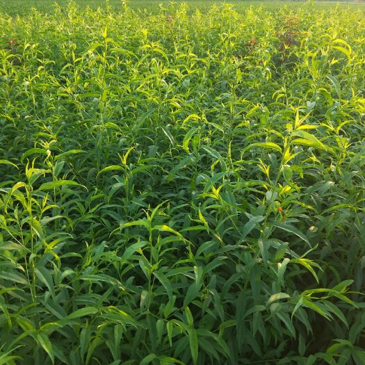 菏泽毛桃苗 1~1.5米