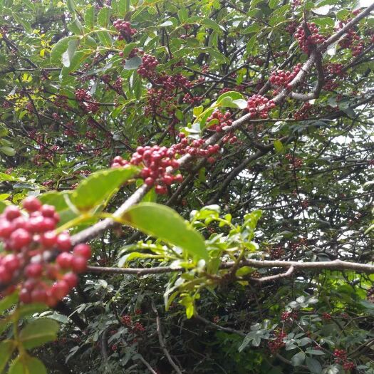 会东县 红花椒 湿花椒 2019新货