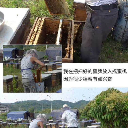 福鼎市 自家三代专业养蜂的现在有大量蜂蜜需要蜂蜜的可以联系我