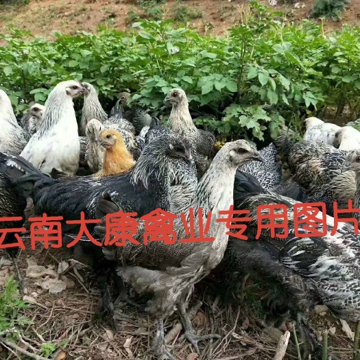 昆明云南土鸡苗大种本地青花鸡苗自产自销无中间商支持云南本地发货