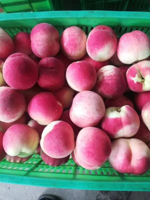 突围桃 70mm以上 3 - 4两