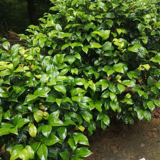 长沙 茶花球