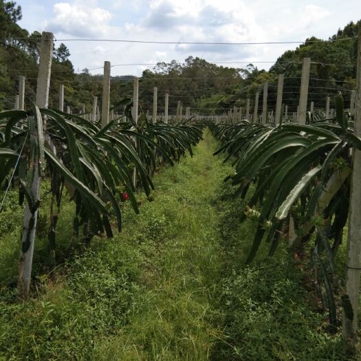 博白县 广西玉林博白火龙果种植基地
