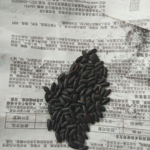 抚远市黑水稻 出售黑稻子大红袍h6     400多吨