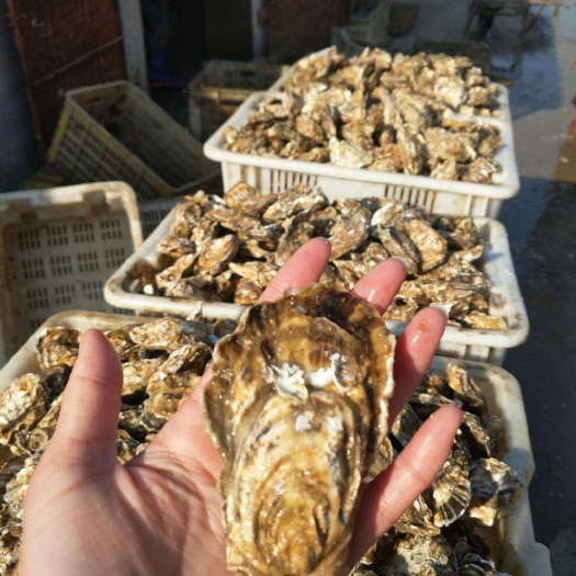 威海山东乳山牡蛎 生蚝，山东文登蚝，三倍体大量现货，一手基地直供，净蚝