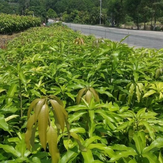 河口县金煌芒果苗  各种芒果苗都有