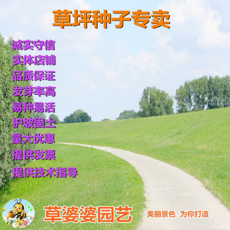 沭阳县 早熟禾种子新种了包邮