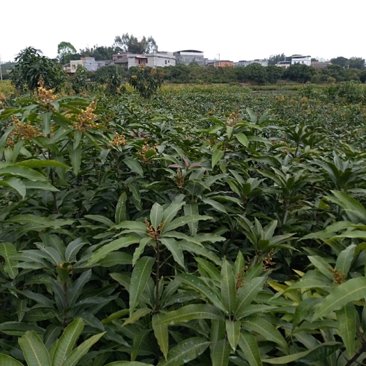  供应，桂七，台芒，金煌芒果苗，全嫁接过了