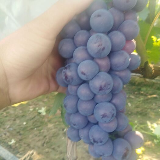 鲁山县 早熟夏黑无籽葡萄，颗粒大，糖度高，无公害，专业种植合作社。
