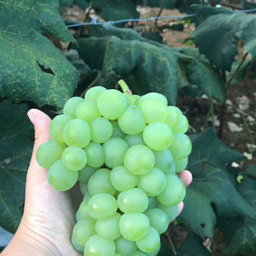 安顺 最后几天现货发售 套袋水晶葡萄