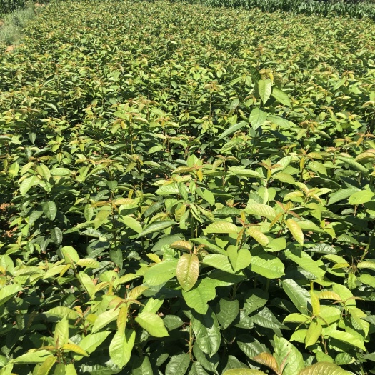 昭通红灯樱桃苗 大量供应