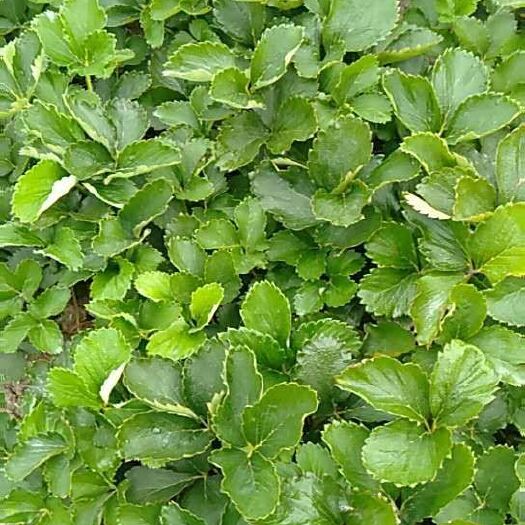 长丰县红颜草莓苗 红颜草莓生产苗