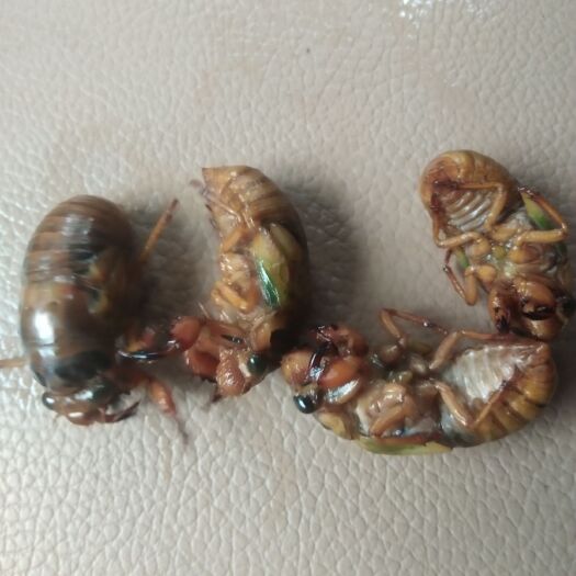 睢县金蝉 每天都是新鲜的