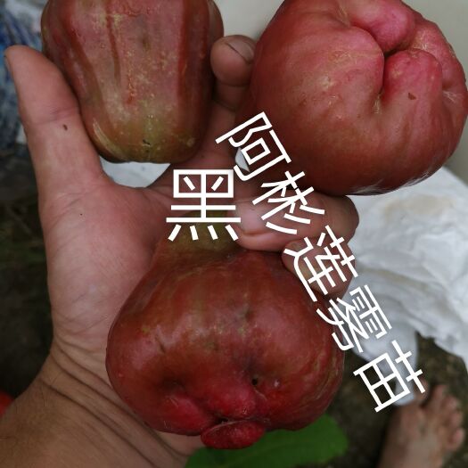 漳州 黑糖芭比莲雾苗