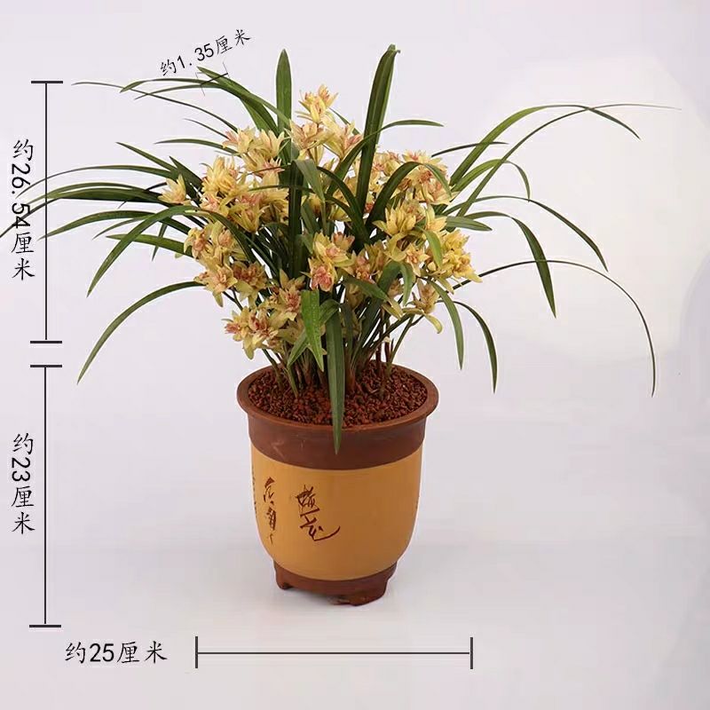 蘭花苗建蘭四季蘭富山奇蝶花期濃香室內(nèi)綠植盆栽花卉易成活