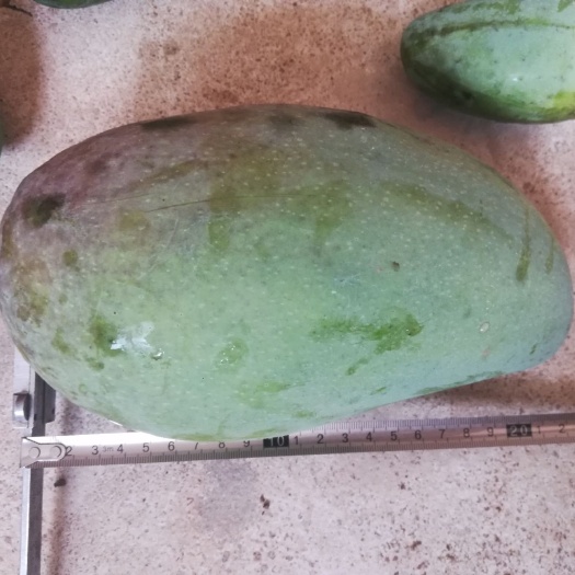 灵山县贵妃芒果苗  金煌芒果苗，桂七芒果苗，台农芒果苗