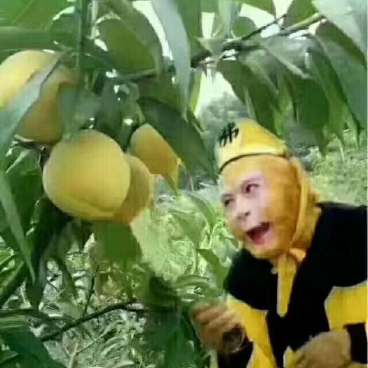 炎陵县 天上仙桃，炎陵黄桃 ! 中国优质黄桃之乡 ~ 炎陵欢迎你
