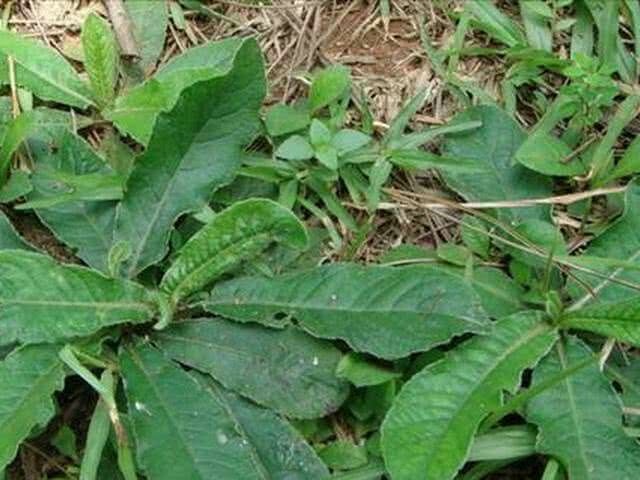 望谟县人参 土大黄，石苇，洋罐汤，土人參，牛大力，虎耳草鱼纤草，无娘藤