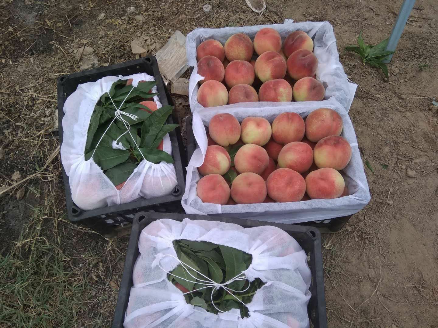  桃果第一村，现美脆桃大量上市，支持农民，欢迎选购！