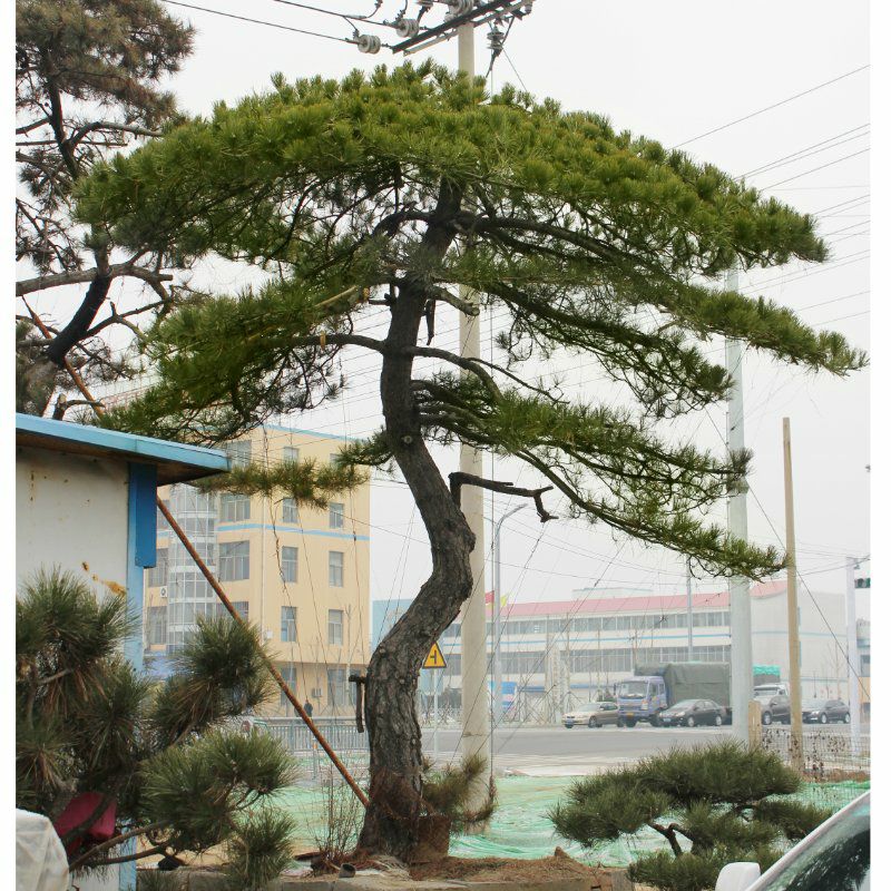  泰安浩丰园林基地主营造型黑松 油松 泰山迎客松