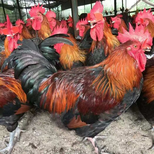 南宁 黑瑶土鸡苗   青脚土鸡苗