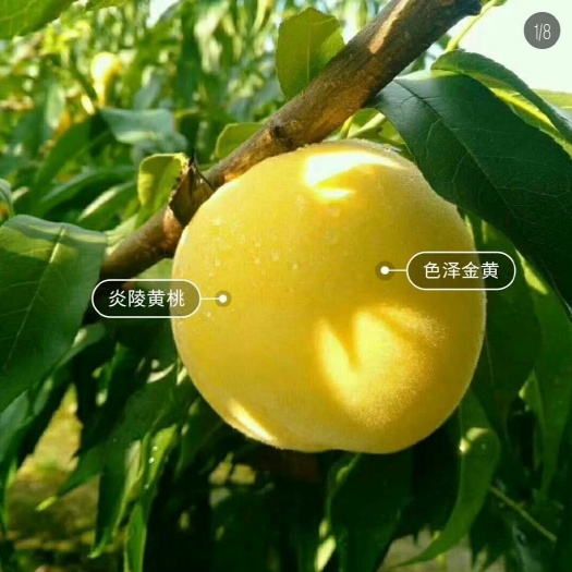 炎陵县炎陵黄桃 肉脆 多汁 味甜地标高山锦绣黄桃京东包邮