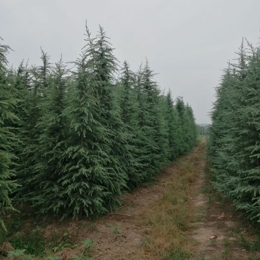  4米到6雪松欢迎洽谈订购