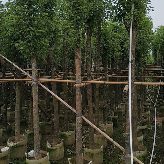 普宁市樟树苗 香樟树