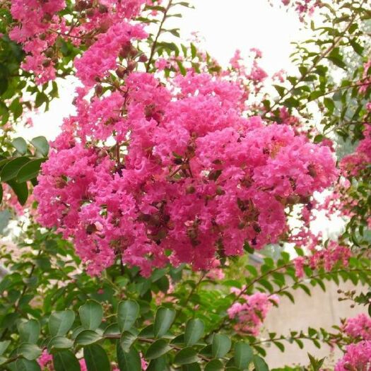 临沂 基地直销苗木紫薇树苗红花紫薇红火箭百日红树苗批发乔木规格全