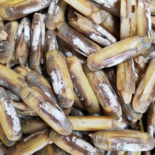 云霄县缢蛏 质量杠杠，肥度满满