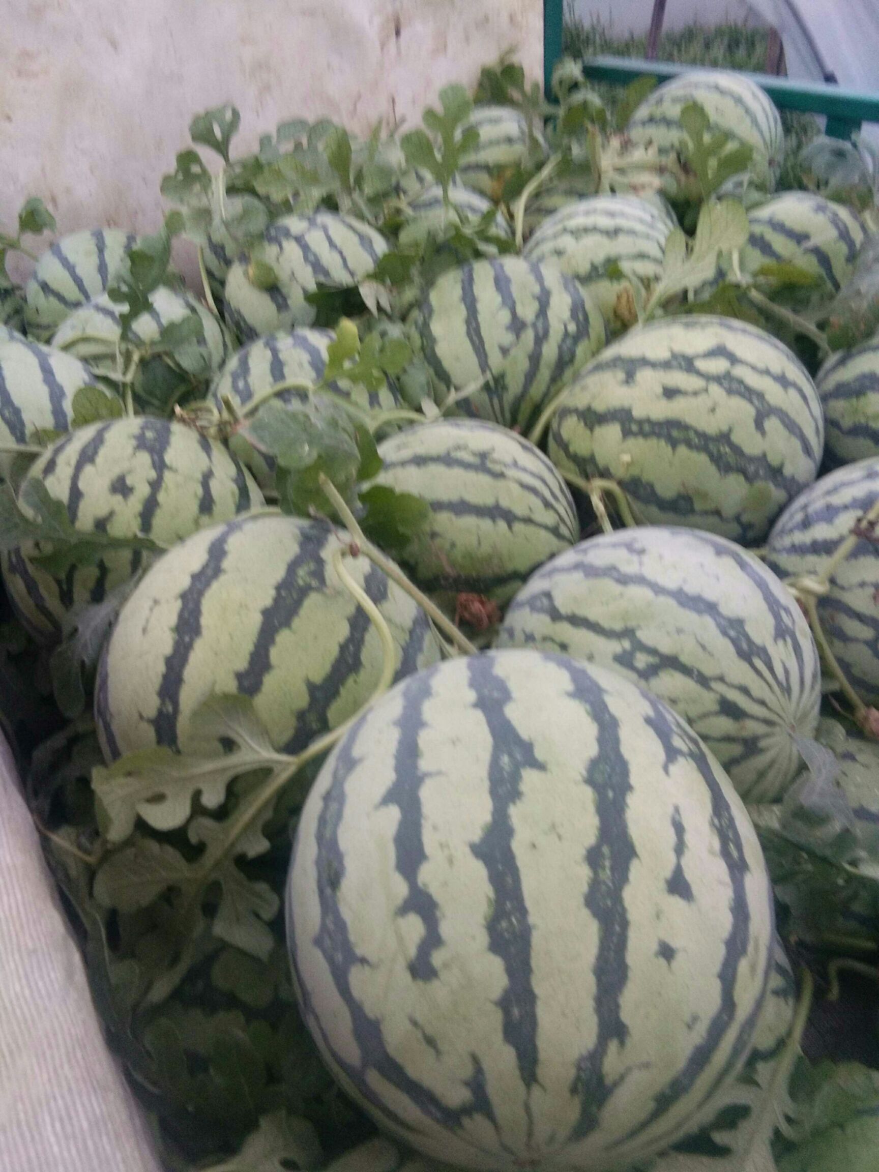  美都西瓜，8424西瓜批发