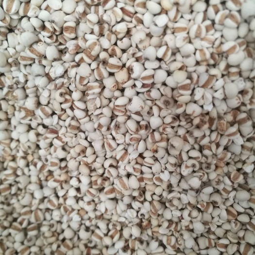 中牟县薏米