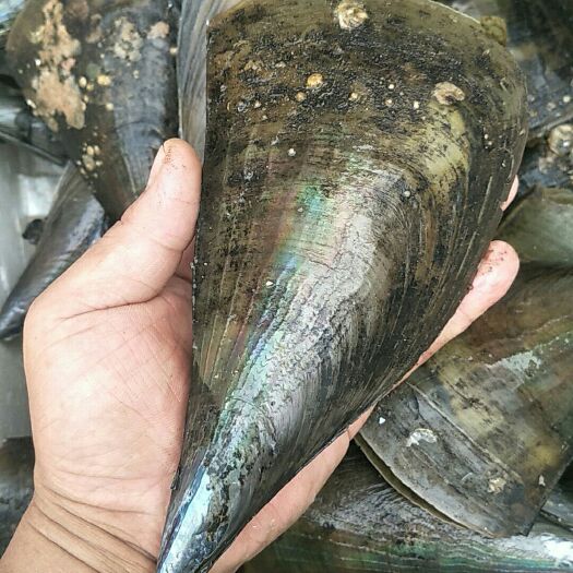 连云港海鲜贝类，带子，个头肥硕