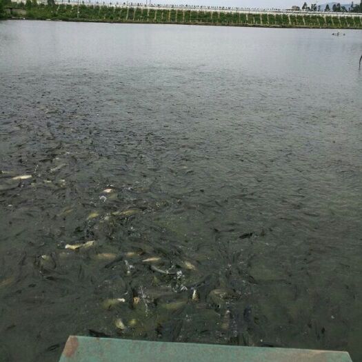 鲢鱼苗  鱼苗，本养殖场长期供应各种规格鱼苗，欢迎订购，提供