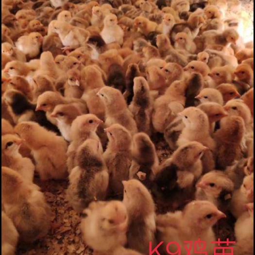 南宁 K9鸡苗.K9鸡苗