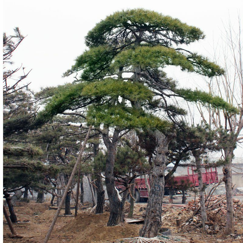  泰安浩丰园林基地主营造型黑松 油松 泰山迎客松