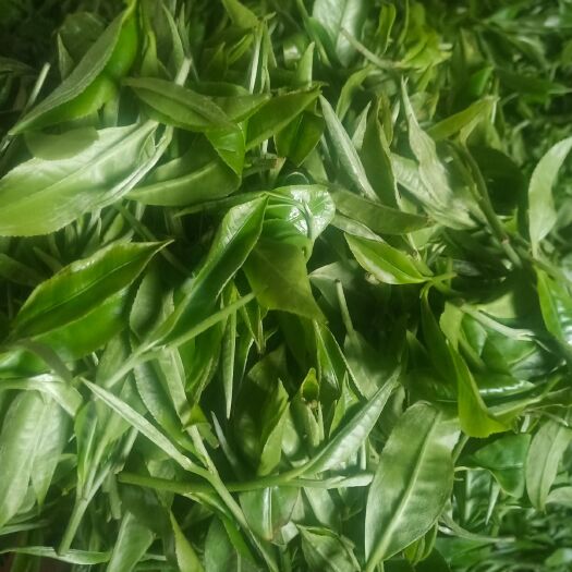 石家庄野生红茶 一手货源   自家加工滇红毛，茶绿茶