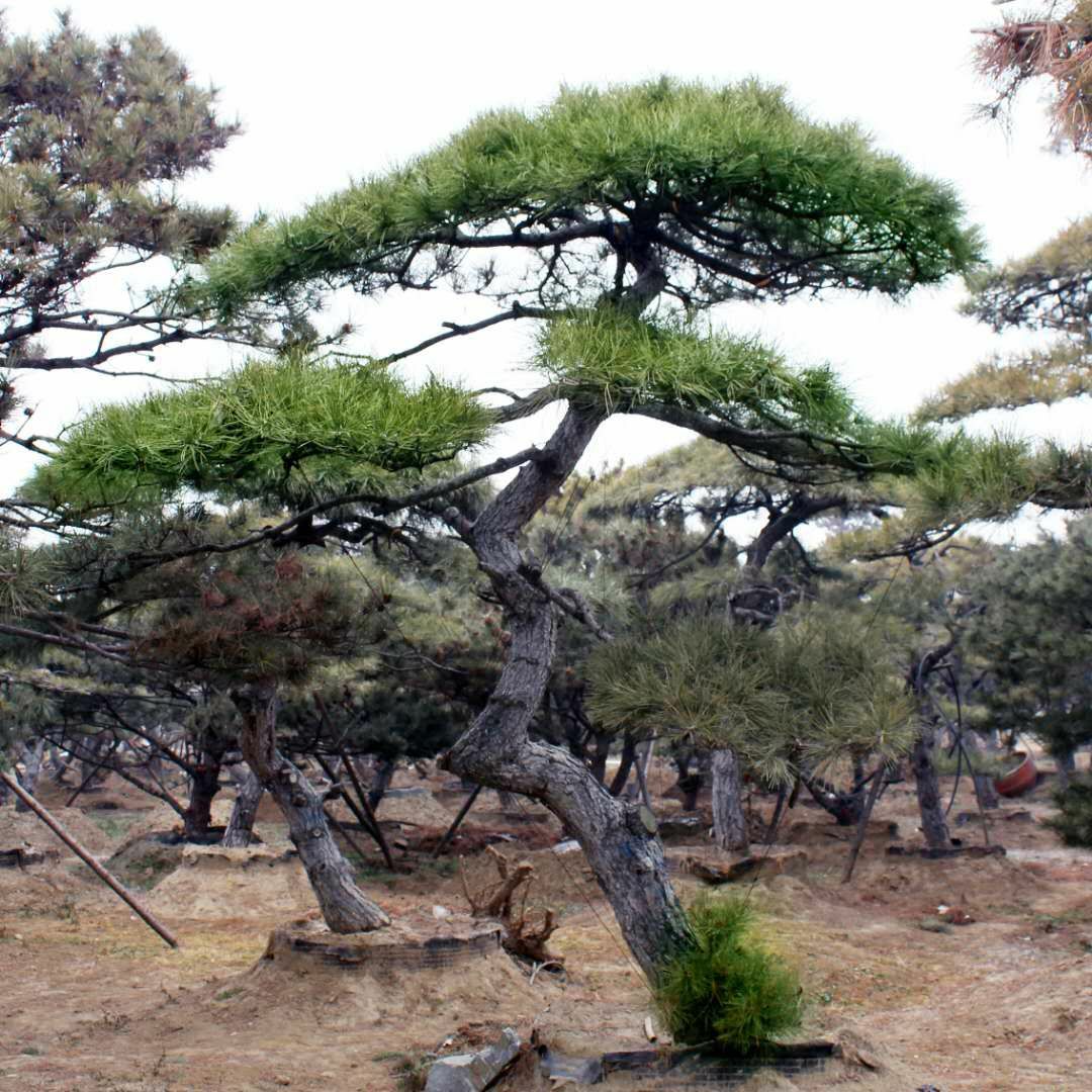  泰安浩丰园林基地主营造型黑松 油松 泰山迎客松