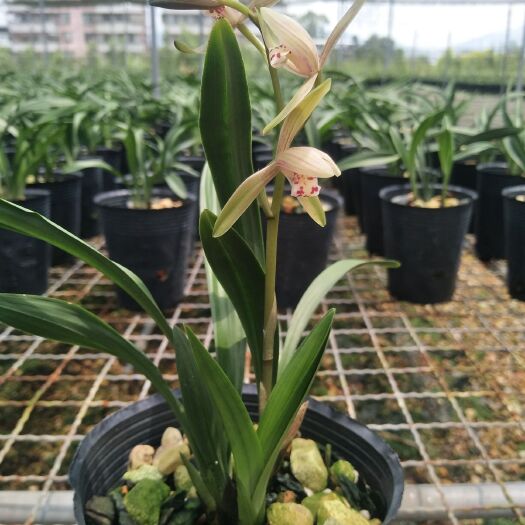 矮种青叶达摩灵荷素 建兰四季兰花苗 夏带花苞出售 花卉盆栽
