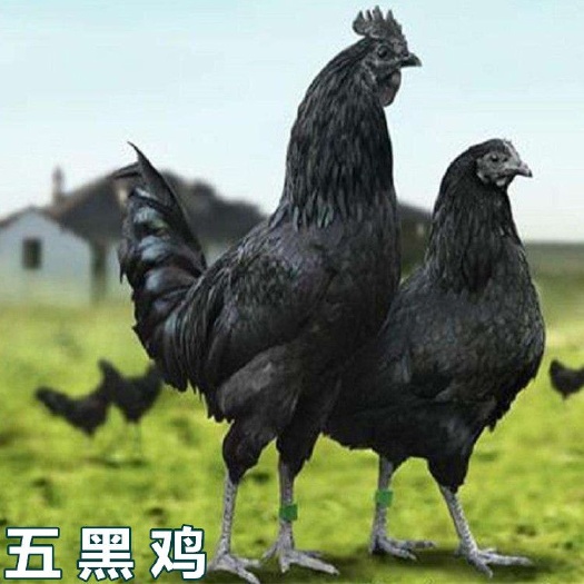 南宁五黑鸡苗 优质五黑绿壳蛋鸡     麻鸡珍珠鸡土鸡贵妃鸡彩凤鸡五黑