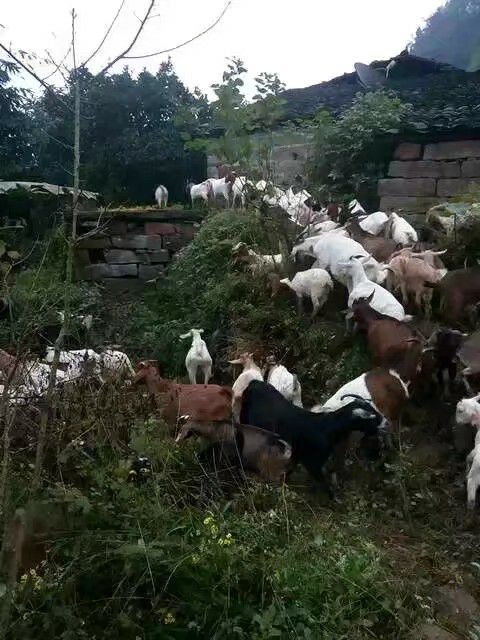 重庆市 放养式山羊