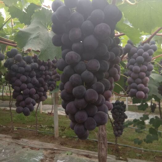 新沂市 十万斤巨峰夏黑葡萄已成熟，等你来