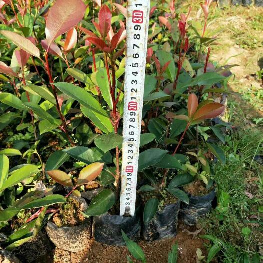 荔浦市普通红叶石楠