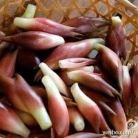 兴山县阳荷 新鲜上市
