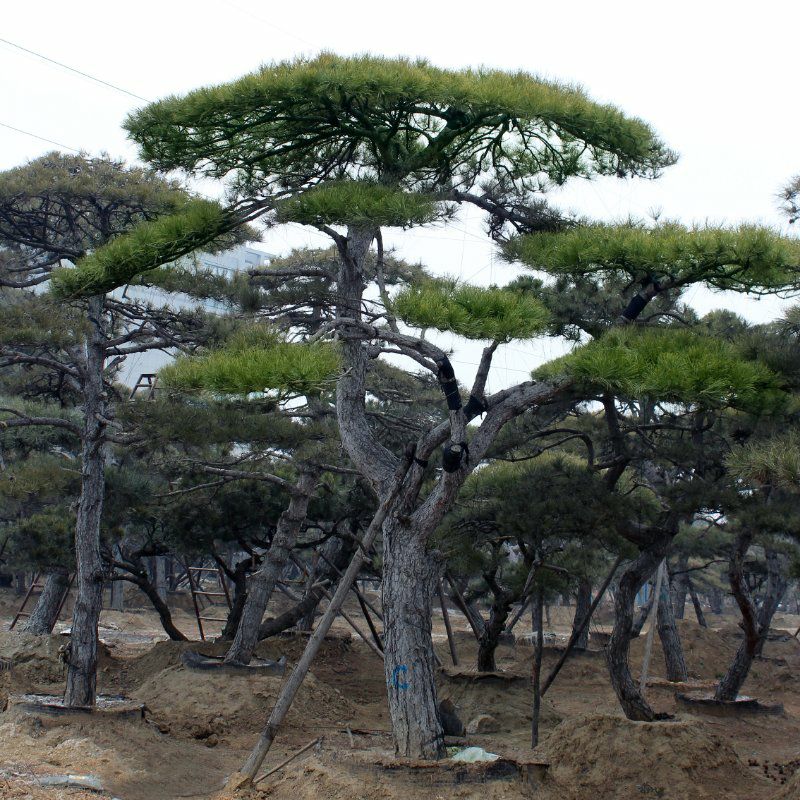  泰安浩丰园林基地主营造型黑松 油松 泰山迎客松